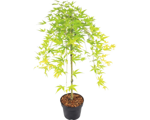 Érable du Japon avec des feuilles vert clair dans un pot de fleurs noir avec du paillis d'écorce.