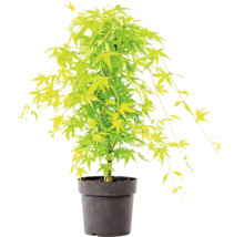 Érable du Japon avec des feuilles vert clair dans un pot en plastique noir.