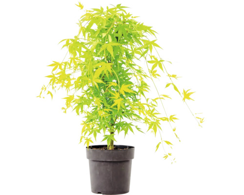 Érable du Japon avec des feuilles vert clair dans un pot en plastique noir.