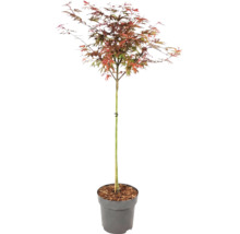 Érable du Japon Acer palmatum aux feuilles multicolores dans un pot en plastique gris.