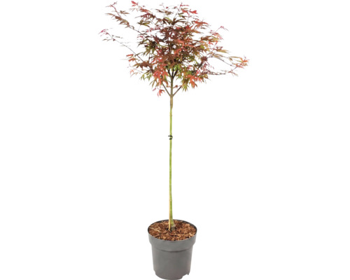 Érable du Japon Acer palmatum aux feuilles multicolores dans un pot en plastique gris.