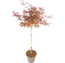 Érable du Japon Acer palmatum sur tige en pot avec feuillage rougeâtre.