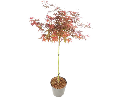 Érable du Japon Acer palmatum sur tige en pot avec feuillage rougeâtre.