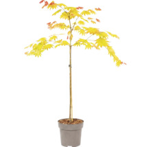 Érable du Japon aux feuilles jaunes dans un pot de fleurs.