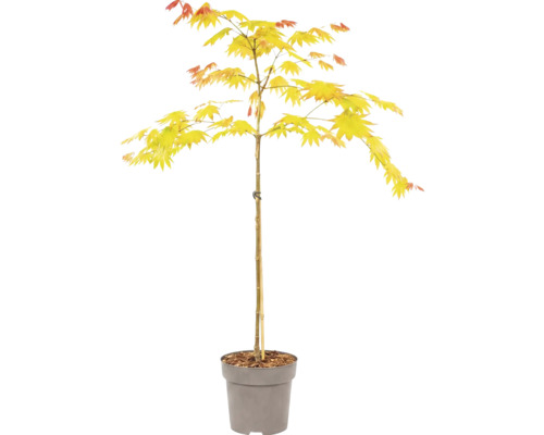 Japaneschen Ahorn mat giele Blieder am Planzendëppen.
