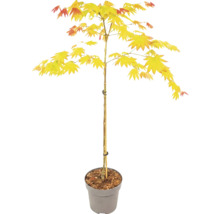 Érable du Japon Acer shirasawanum Jordan en pot gris avec tuteur.