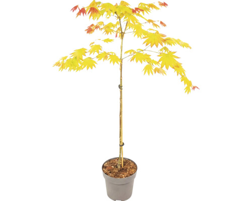 Érable du Japon Acer shirasawanum Jordan en pot gris avec tuteur.