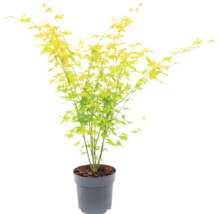 Érable du Japon avec des feuilles vert clair dans un pot en plastique gris.