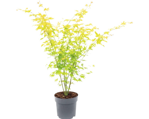 Érable du Japon avec des feuilles vert clair dans un pot en plastique gris.