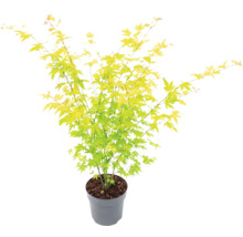 Érable du Japon aux feuilles vert-jaune dans un pot gris.