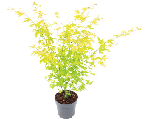 Érable du Japon aux feuilles vert-jaune dans un pot gris.
