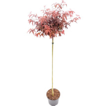 Érable du Japon rouge sur tige dans un pot de culture.