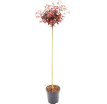 Érable du Japon rouge Acer palmatum sur tige en pot de culture.