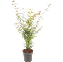 Érable du Japon Acer palmatum à feuilles fines dans un pot gris.