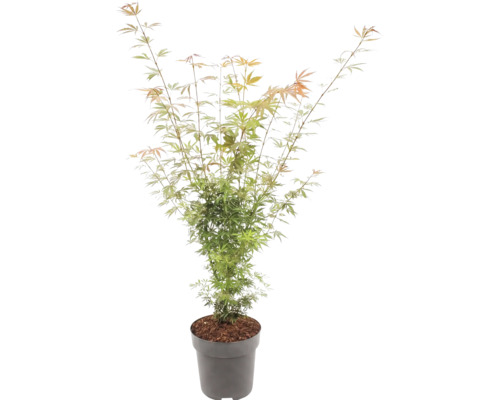 Érable du Japon Acer palmatum à feuilles fines dans un pot gris.