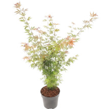 Érable du Japon Acer palmatum en pot en plastique gris avec des feuilles fines vertes et orange.