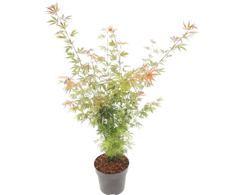Érable du Japon Acer palmatum en pot en plastique gris avec des feuilles fines vertes et orange.