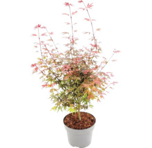Érable du Japon Acer palmatum dans un pot en plastique gris avec paillis d'écorce, feuilles finement découpées.