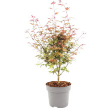 Érable du Japon Acer palmatum en pot plastique avec couche de paillis.
