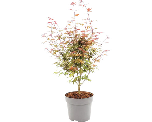 Érable du Japon Acer palmatum en pot plastique avec couche de paillis.