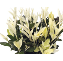 Plante ornementale aux feuilles panachées crème et vertes, au feuillage dense et à port érigé.