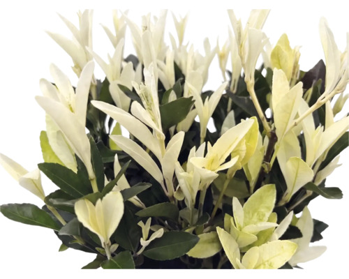Plante ornementale aux feuilles panachées crème et vertes, au feuillage dense et à port érigé.