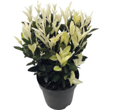 Fusain du Japon avec des feuilles blanc crème et vert foncé dans un pot de fleurs en plastique noir.
