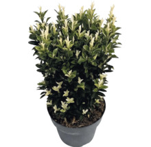 Fusain du Japon Euonymus japonicus Paloma Blanca en pot avec feuilles vert foncé et pousses blanches.