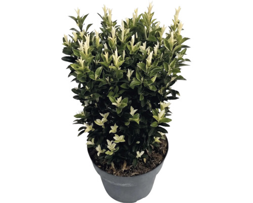 Japanischer Spindelstrauch Euonymus japonicus Paloma Blanca im Kunststofftopf mit dunkelgrünen Blättern und weißen Triebspitzen.