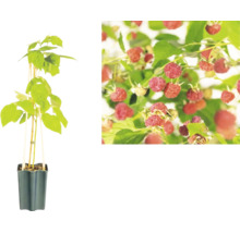 Framboisier en pot avec vue détaillée des fruits sur l'arbuste.