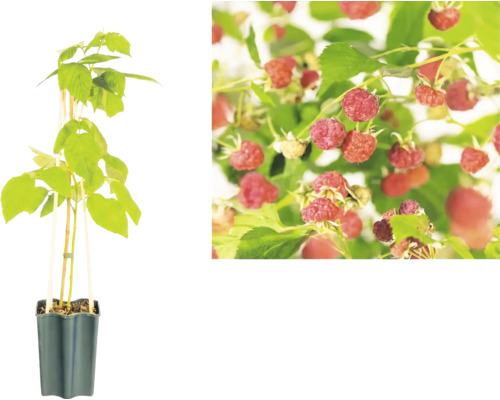Framboisier en pot avec vue détaillée des fruits sur l'arbuste.