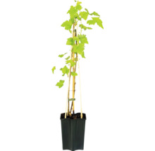 Vigne Vitis vinifera dans un pot noir avec des tuteurs en bois.