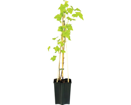 Vigne Vitis vinifera dans un pot noir avec des tuteurs en bois.