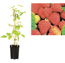 Framboisier Rubus idaeus dans un pot de culture noir avec des tuteurs en bambou et gros plan de fruits mûrs.