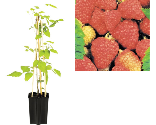 Framboisier Rubus idaeus dans un pot de culture noir avec des tuteurs en bambou et gros plan de fruits mûrs.