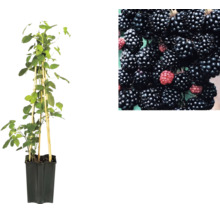 Plant de mûrier en pot avec des tuteurs et un gros plan de mûres.