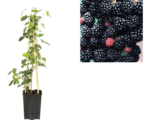 Plant de mûrier en pot avec des tuteurs et un gros plan de mûres.