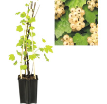 Groseillier à grappes blanches dans un pot avec des tuteurs en bois et un gros plan sur les fruits.