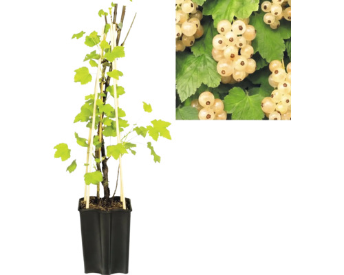 Groseillier à grappes blanches dans un pot avec des tuteurs en bois et un gros plan sur les fruits.