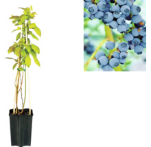 Plant de myrtille en pot avec vue détaillée des baies mûres.