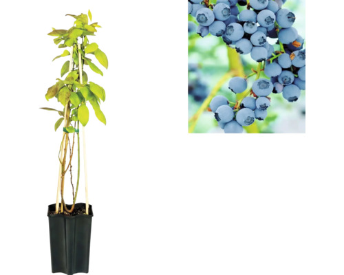 Plant de myrtille en pot avec vue détaillée des baies mûres.