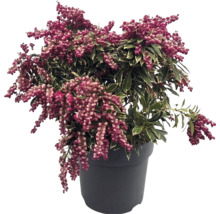 Pieris japonica Andromède du Japon aux feuilles panachées et boutons floraux roses dans un pot sombre.