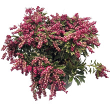 Pieris japonica avec des grappes de fleurs tombantes et des feuilles panachées.