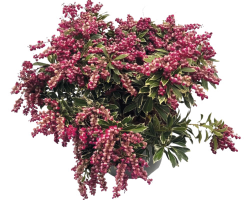 Pieris japonica avec des grappes de fleurs tombantes et des feuilles panachées.