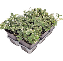 Fusain de Fortune panaché Euonymus fortunei dans de petits pots sur un plateau de transport.