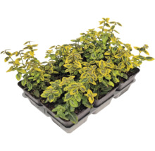 Kriechspindel Emerald n Gold an enger Planzschuel.