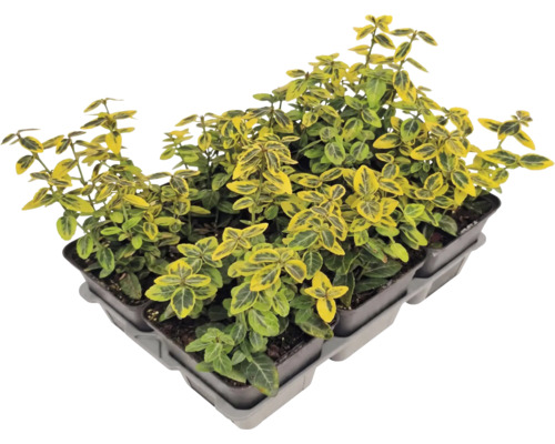Kriechspindel Emerald n Gold an enger Planzschuel.