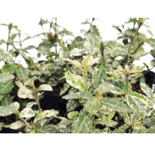 Fusain persistant Euonymus fortunei avec feuilles panachées blanc et vert.