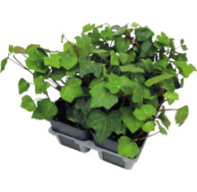 Plantes de lierre aux feuilles vertes dans de petits pots en plastique sur un plateau gris.