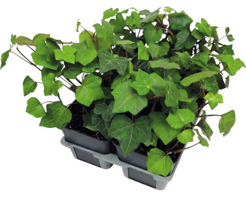Plantes de lierre aux feuilles vertes dans de petits pots en plastique sur un plateau gris.